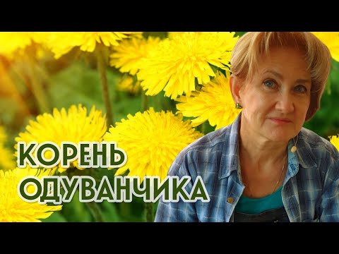 Заготовка корней одуванчика