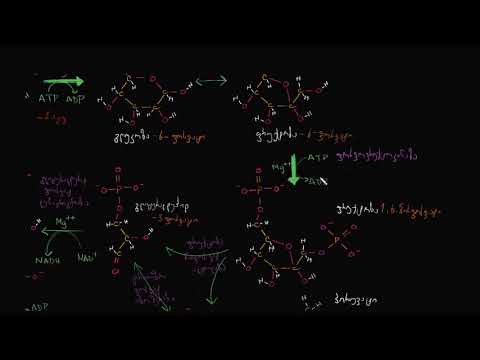 გლიკოლიზის საფეხურები