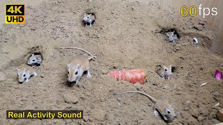 Cat TV for cats to watch | mice digging burrows, jumping and chasing each other to play 4k UHD by Paul Birder 19,930 views 2 weeks ago 8 hours