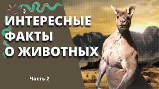 Животный мир. Интересные факты о разных животных #2