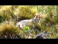 South American Gray Fox, © Bruce G  Marcot