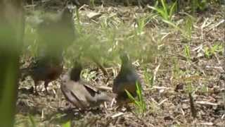 These california quail live on the outskirts of waitakere ranges
auckland, new zealand. they are course not native, but wild here now.
thi...
