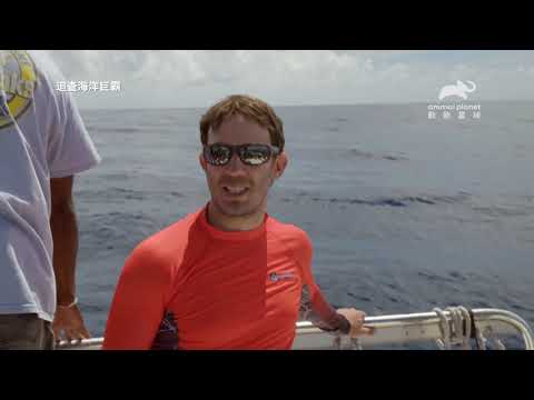 2020動物星球版《白鯨記》隆重獻映！ 一窥深海巨霸「抹香鯨」大戰「大王烏賊」｜動物星球頻道