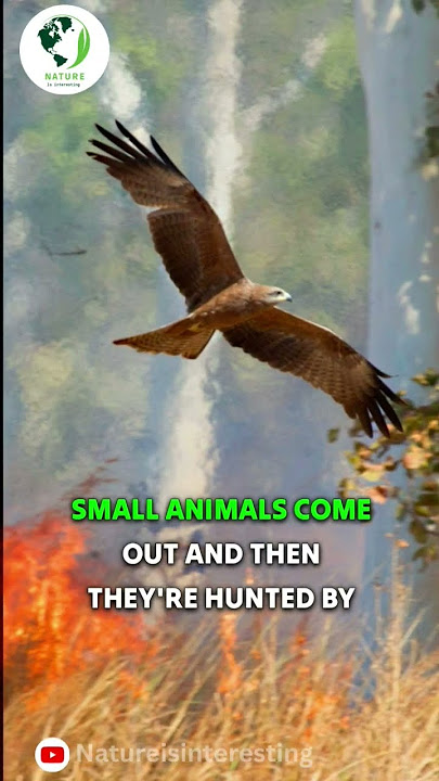 This hawk starts Fire 🔥 | whistling kite | Black kite #youtubeshorts #shorts #animal
