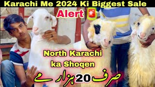 Sirf 20 Hazar Me Qurbani 2024 Ka Bakray ?|| 20 Hazar Se 60 Hazar Tak ||Bakra Mandi 2024