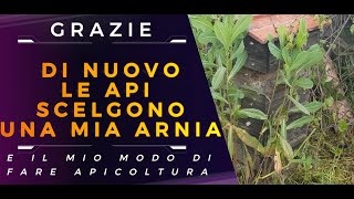 Le Api Scelgono Ancora Una Volta Una Mia Arnia E Lapicoltura Naturale Vera