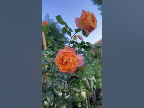 Capri от Тантау || Короткий обзор розы Капри || Роза Королева конца ...
