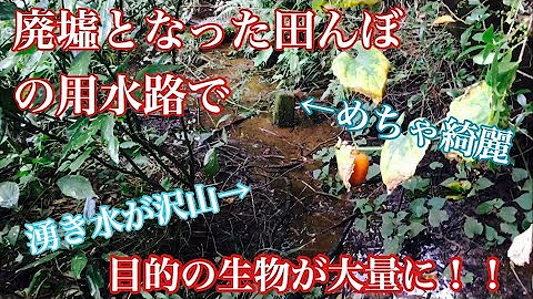 ひぐらしなまず Youtube