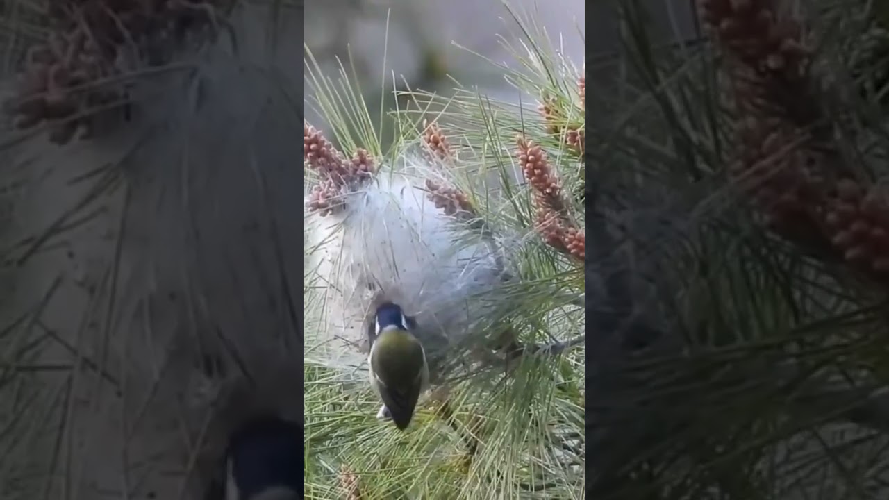 Carbonero común (Parus major) sacando procesionaria del nido