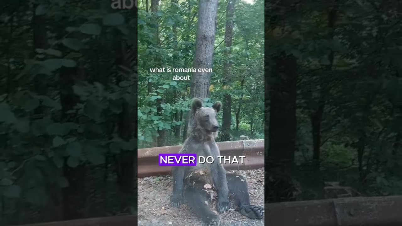 FEEDING THESE BEARS IN ROMANIA COULD COST YOUR LIFE🐻                                 