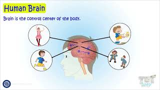 Human Brain and its Parts