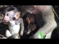TWIN BABIES! Amazing Monkey Giving Breast-feeding to babies!