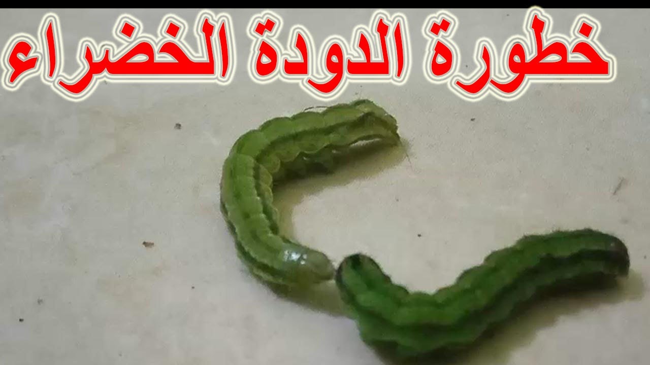 أضرار الدودة الخضراء على الانسان والنبات وكيفية التخلص منها#الدودة ...