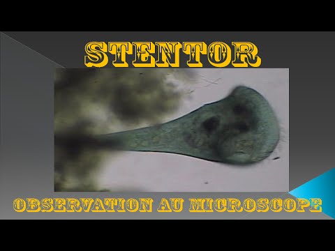 Vidéo: Un Stentor est-il unicellulaire ?
