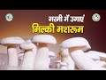 गरमी में उगायें मिल्की मशरूम || Milky Mushroom cultivation in summer season