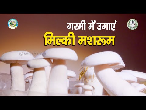 वीडियो: दूध मशरूम की कटाई कब की जाती है और उन्हें कैसे पकाना है?