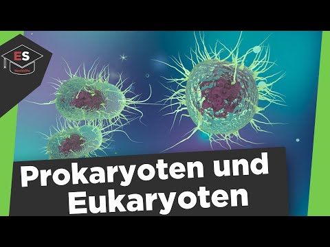 Prokaryoten und Eukaryoten Vergleich - Unterschied Procyt/Eucyt -Prokaryoten und Eukaryoten erklärt!