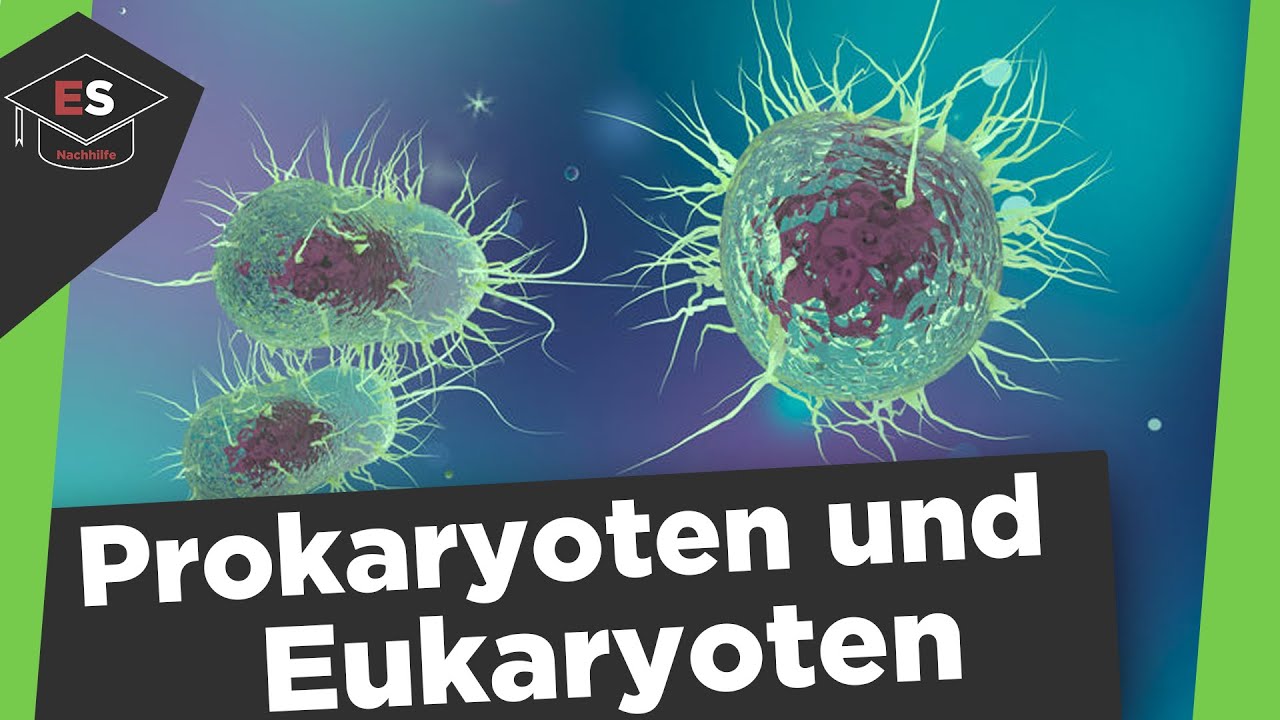 Prokaryoten und Eukaryoten Vergleich - Unterschied Procyt/Eucyt