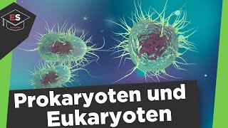 Prokaryoten und Eukaryoten Vergleich - Unterschied Procyt/Eucyt -Prokaryoten und Eukaryoten erklärt!