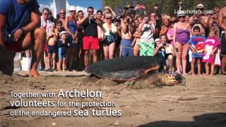 Zakynthos Louis Hotels, Caretta Caretta Released Back To The Sea, Greece