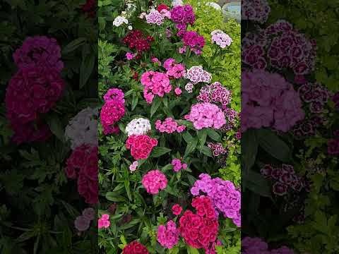Цветёт гвоздика! #лето2025 #июнь2025 #цветы #цветник #гвоздики #моицветы