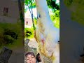 Roosterfarm Birds Cmwlwjsje Mianwaliaseels Farm Aseelmurga Murgchana Murgchana Animals Ani Roosterfarm Birds Cmwlwjsje Mianwaliaseels Farm Aseelmurga Murgchana Murgchana Animals Ani