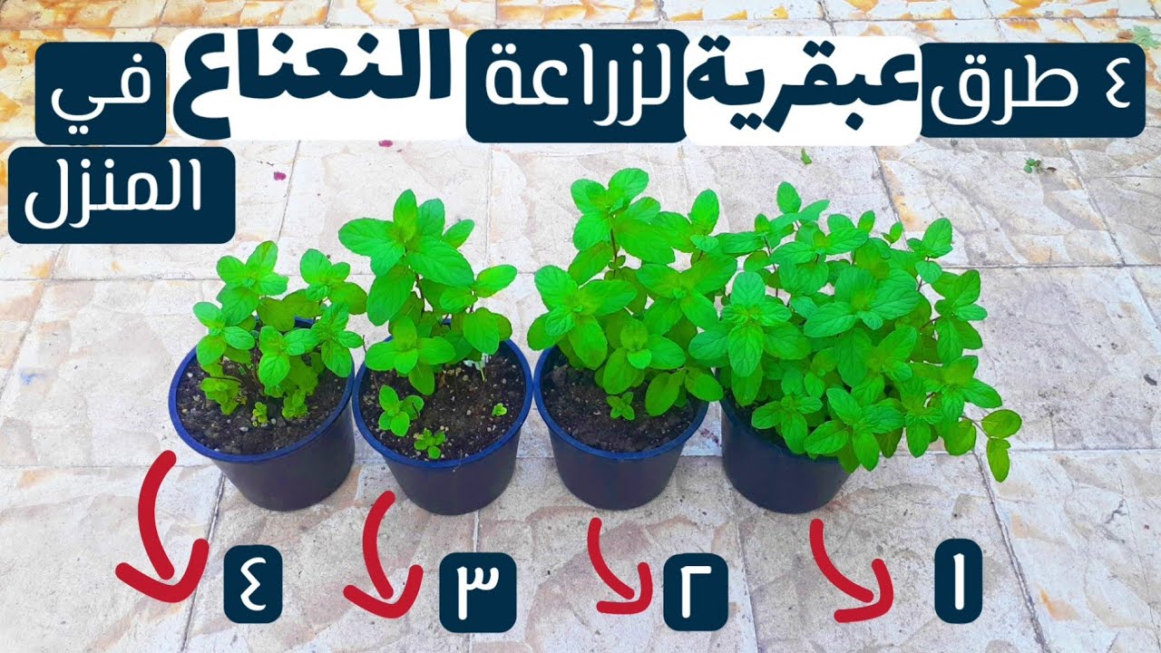 ٤ طرق عبقرية لزراعة النعناع في المنزل