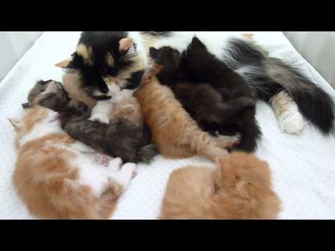 Persian kittens and