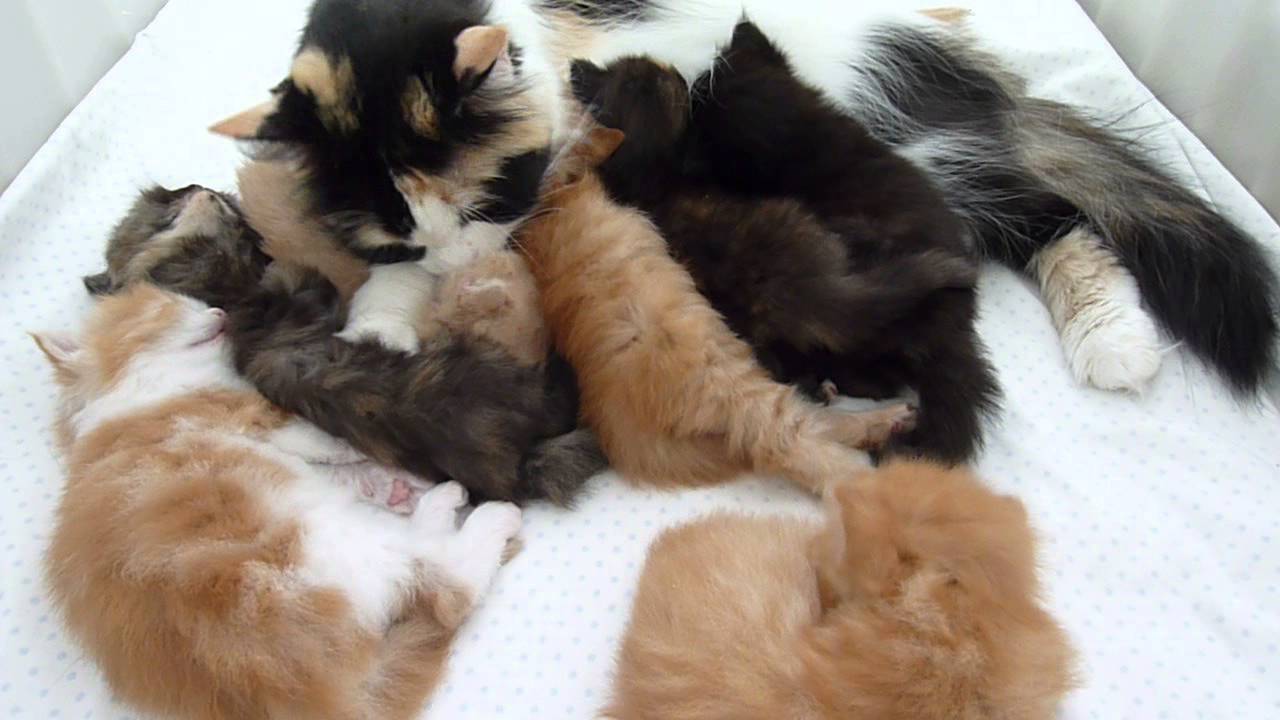 Persian kittens and mom 
