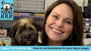 Common dog behaviour problems - Expert Dog Training Tips by Lara Shannon 49 views 2 years ago 2 minutes, 36 seconds