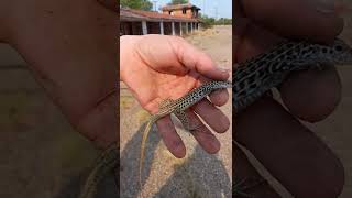Checkered Whiptail