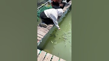 Cá biết phun nước