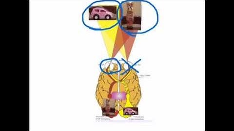 Split Brain experiment - VCE Unit 3 Psychology