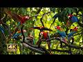 4K ULTRA HD Relax in the Amazing Ara Macaws. Amazonia.