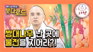 쌍대나무 난 곳에 불전을 지어라?! - 붓다로드 245