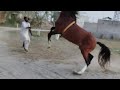 Horse training with mubashar tiwana beautifulhorses horses pakistan wildhorse punjab training