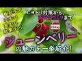 ジューンベリーの魅力を紹介! 庭木としての魅力・実の収穫・ヒヨドリ対策・ジャムづくりまで楽しくお伝えします!!