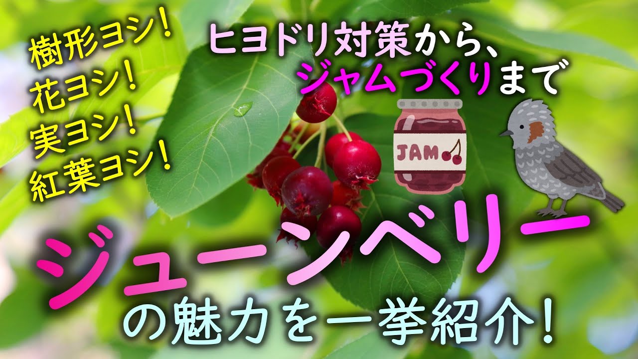 ジューンベリーの魅力を紹介！　庭木としての魅力・実の収穫・ヒヨドリ対策・ジャムづくりまで楽しくお伝えします！！