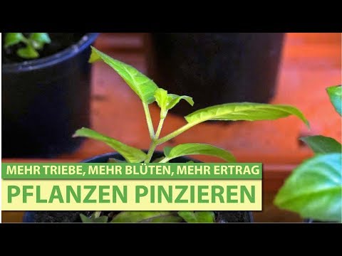 Video: Was ist die Triebspitze einer Pflanze?