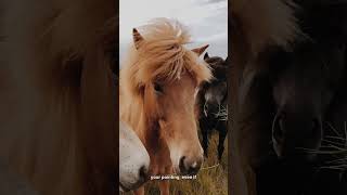 Horses Understand Your Pointing Gestures