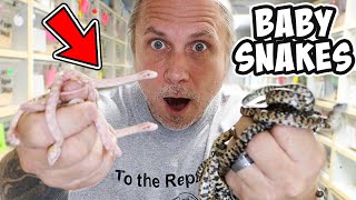 HUNDREDS OF BABY SNAKES HATCHED TODAY WOW | BRIAN BARCZYK