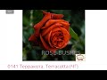 Терракота Terracotta чайно-гибридная роза питомника саженцев роз rosebushes.ru с доставкой по России