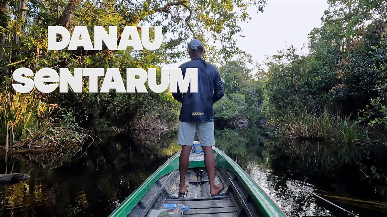 CHANNA PLEUROPHTHALMA DANAU SENTARUM