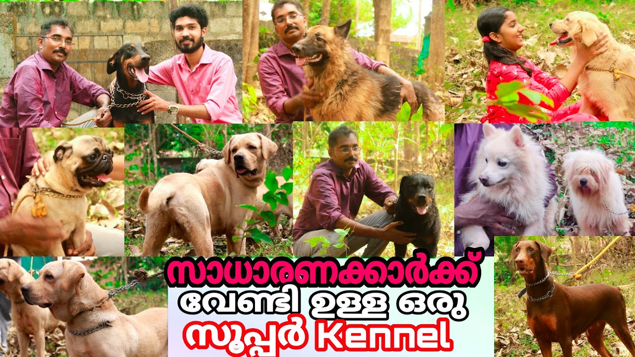 സാധാരണക്കാർക്ക് വേണ്ടി ഒരു സൂപ്പർ Kennel Dog kennel kerala Dog