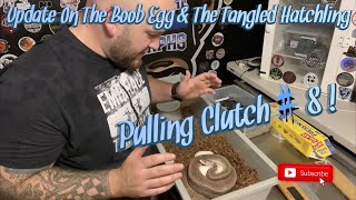 Update On The Boob Egg And The Tangled Hatchling… || Pulling Clutch #8 Of 2021!!