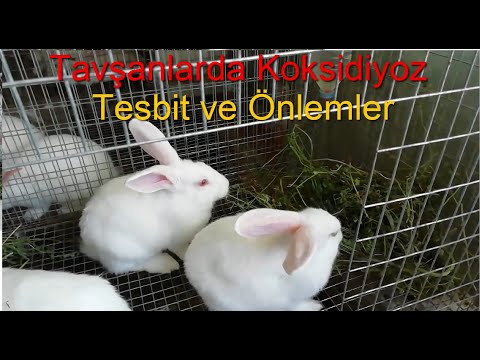 Video: Tavşanlarda Sindirim Sisteminin Gıda Dışı Madde Tıkanması