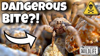 This MYSTERIOUS SAND SPIDER Is In THE US?!