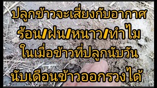 หัวใจสําคัญของการทํานาคือดิน/นํ้า/พันธุ์ข้าวช่วงเวลาข้าวออกเดือนไหน