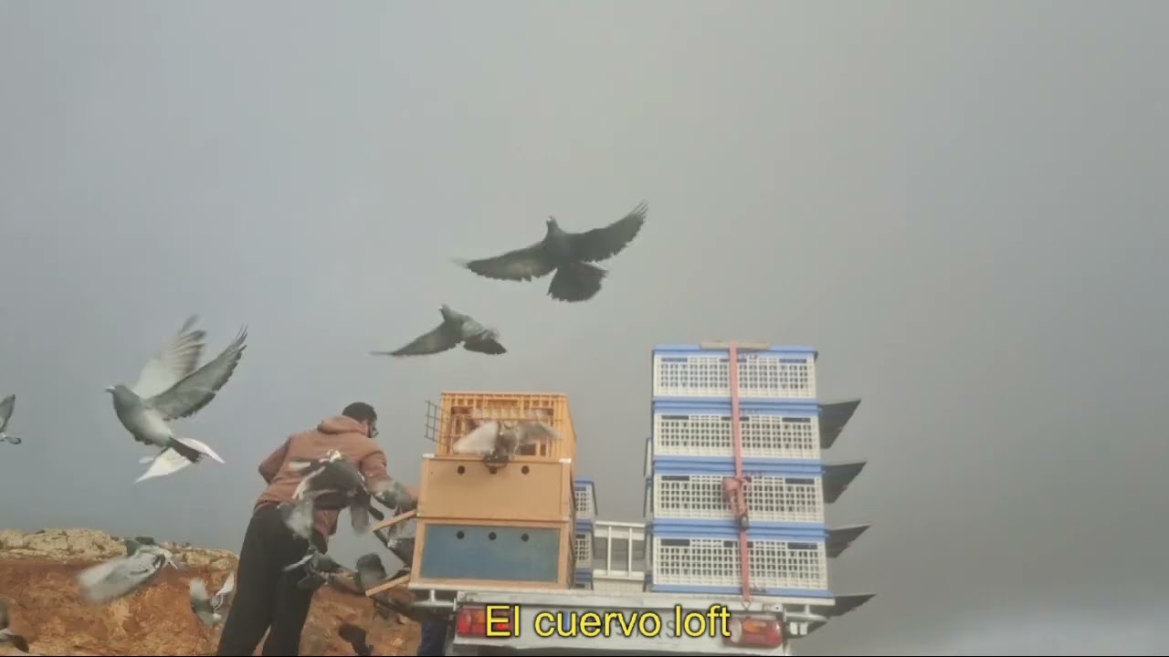 5° Entrenamiento desde Morro Velosa seguimos poniendo los animales apunto 