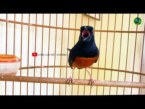 Video Chòe lửa KÉO THUỐC LÀO HƠI DÀI hay. chòe lửa hót giọng... - youtube